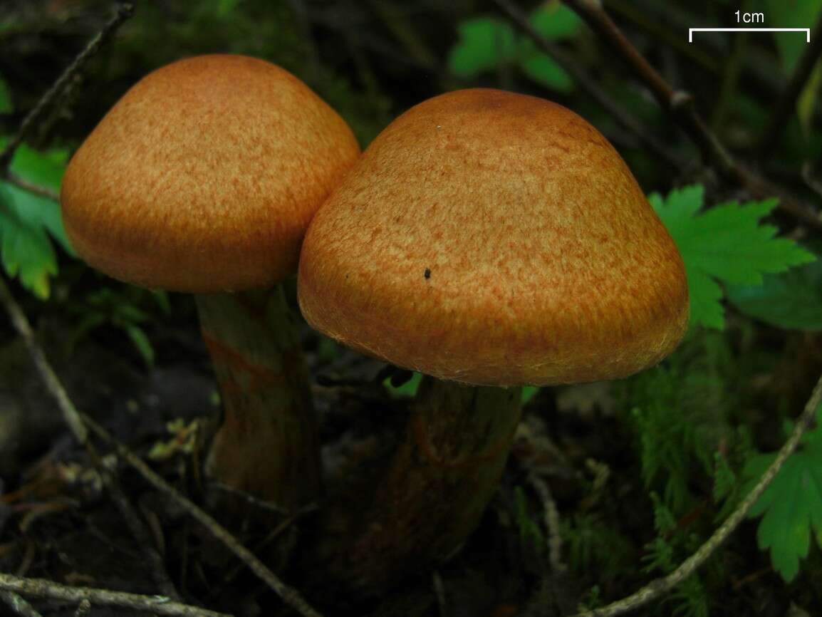 Image of Cortinarius armillatus (Fr.) Fr. 1838