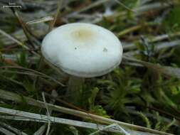 Image of Clitocybe fragrans (With.) P. Kumm. 1871