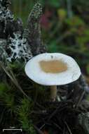 Image of Clitocybe fragrans (With.) P. Kumm. 1871