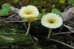 Image of Lichenomphalia umbellifera (L.) Redhead, Lutzoni, Moncalvo & Vilgalys 2002