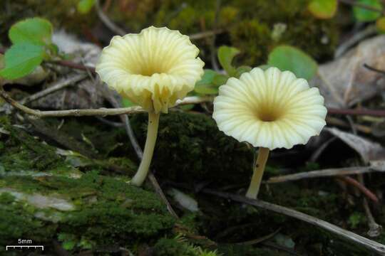 صورة Lichenomphalia umbellifera (L.) Redhead, Lutzoni, Moncalvo & Vilgalys 2002