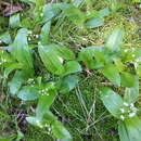 صورة Maianthemum trifolium (L.) Sloboda