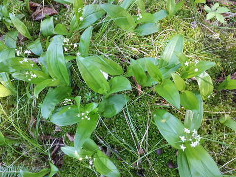 Image of threeleaf false lily of the valley