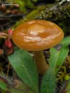 Image of Honey Fungus