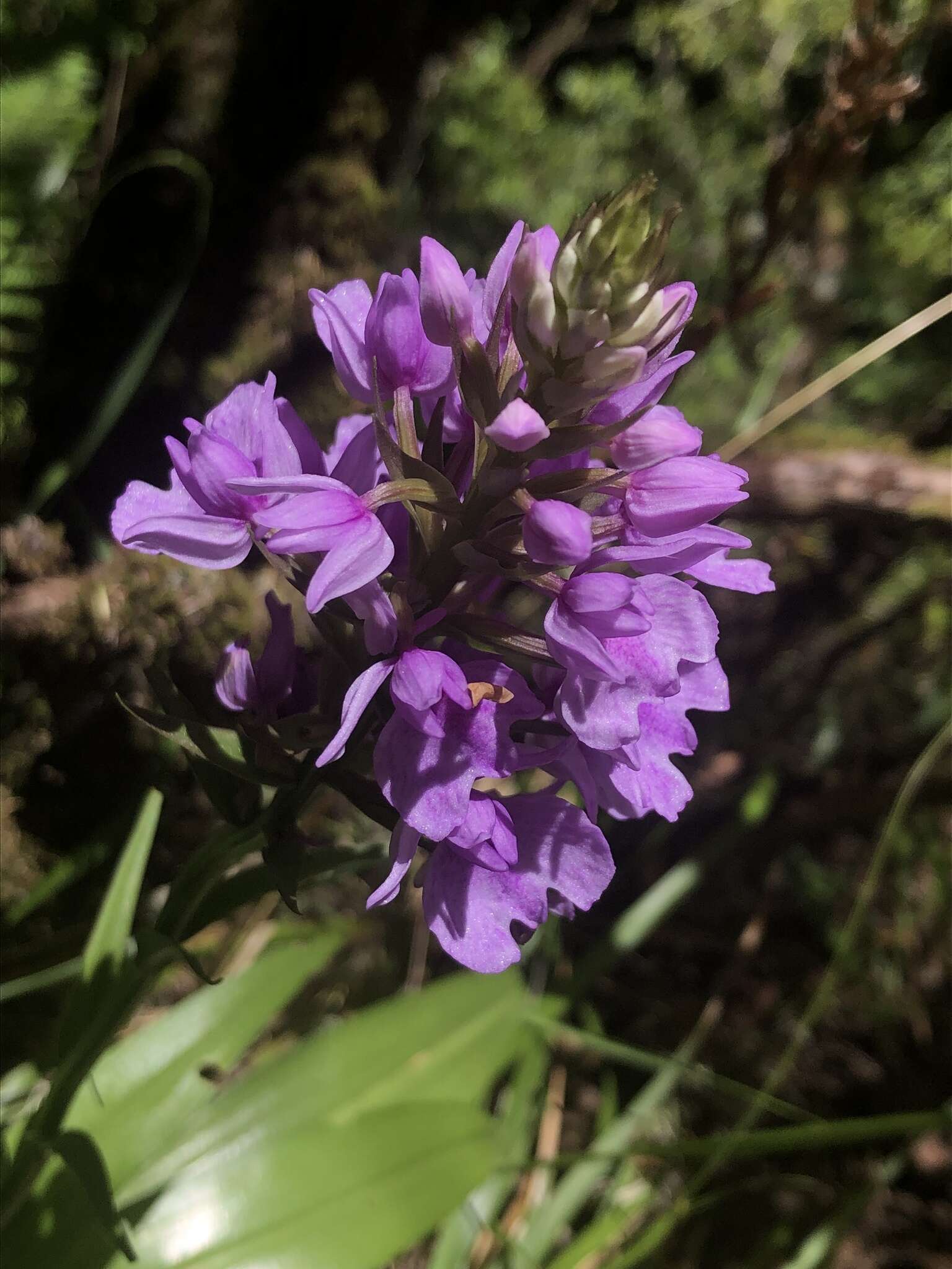 Image of Richly-Leaved Dactylorhiza