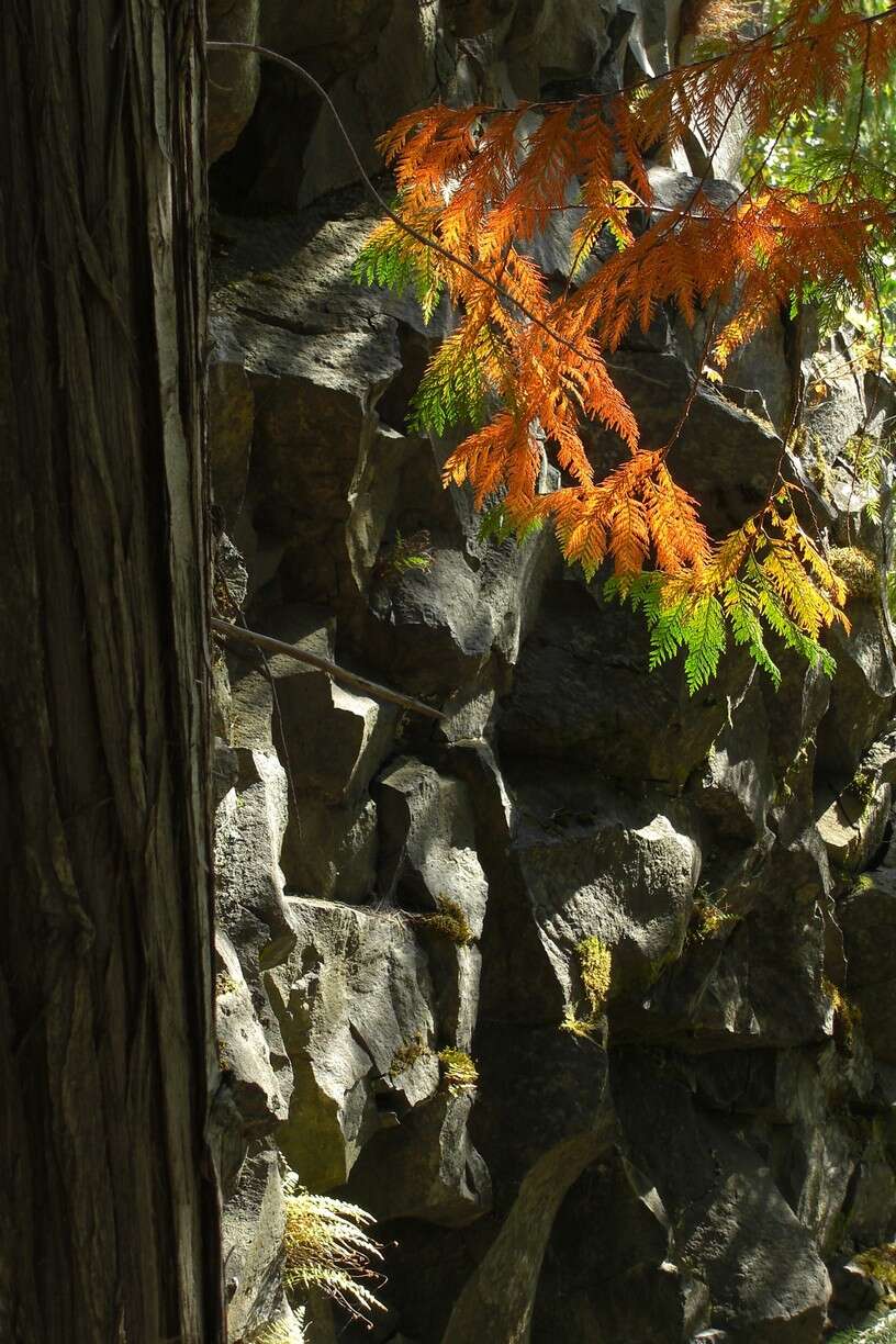 Image of Canoe Cedar