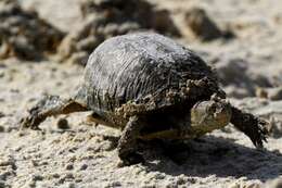 Image of Coahuilan box turtle