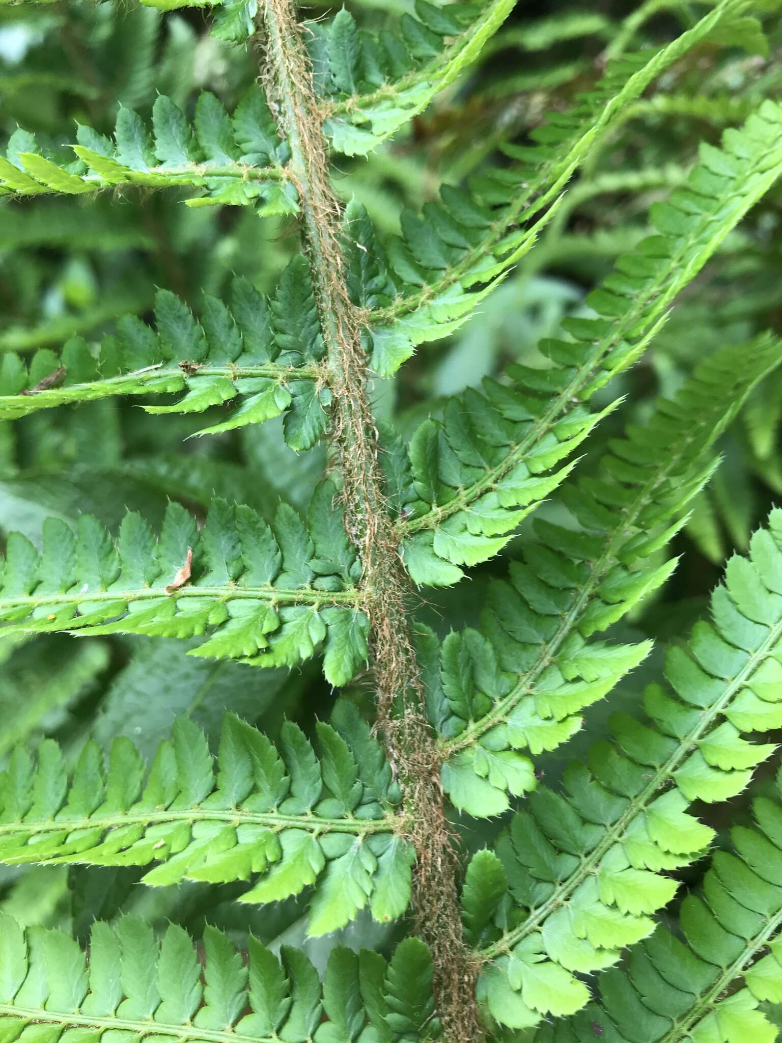 Image of Soft Shield Fern