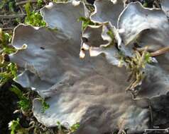 Image of felt lichen