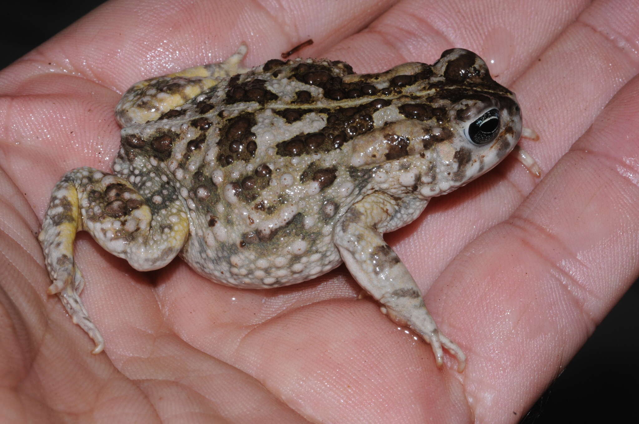 Image of Common Cape Toad; Sand Toad