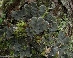 Image of membraneous felt lichen