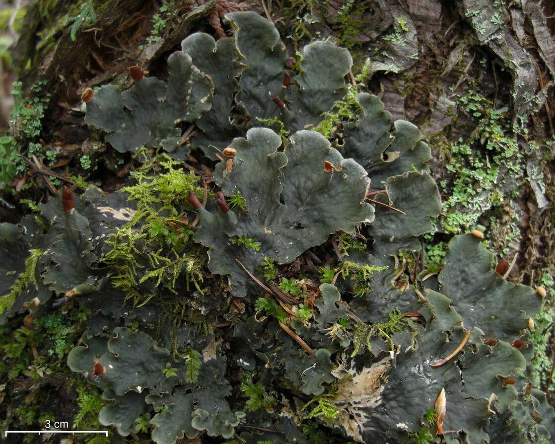 Слика од Peltigera membranacea (Ach.) Nyl.