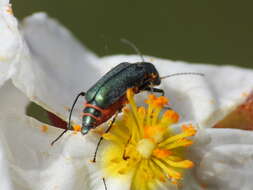 Image of Clanoptilus abdominalis