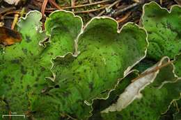 Image of felt lichen