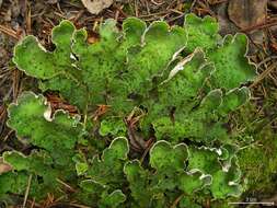 Image of felt lichen