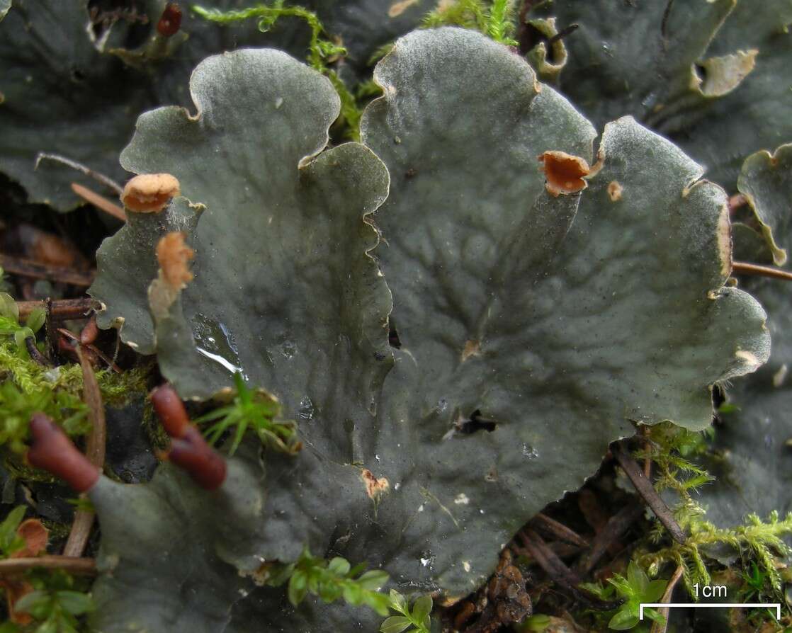 Image of membraneous felt lichen