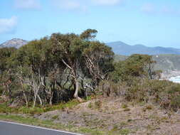 Image of Eucalyptus willisii P. Y. Ladiges, C. J. Humphries & M. I. H. Brooker