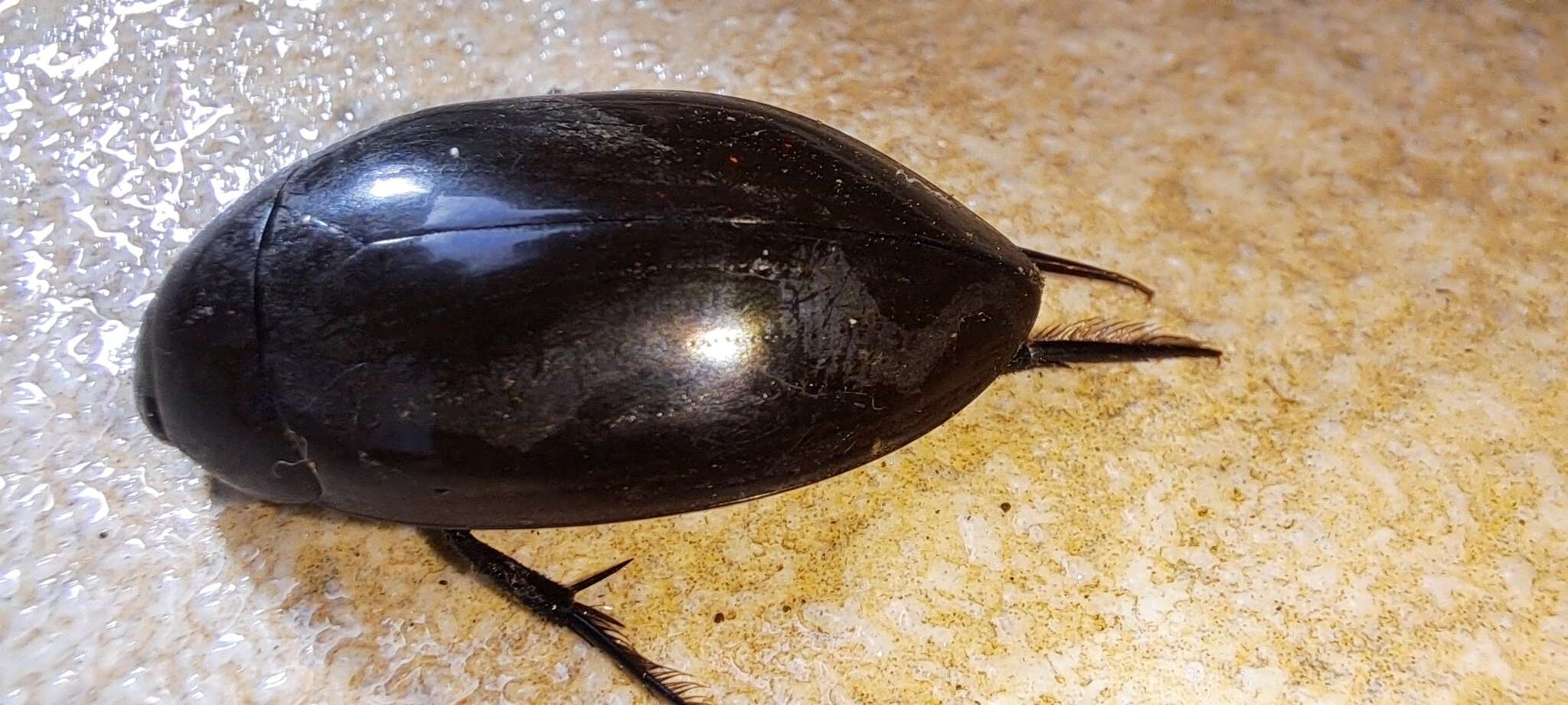 Слика од Hydrophilus (Hydrophilus) ensifer Brullé 1837