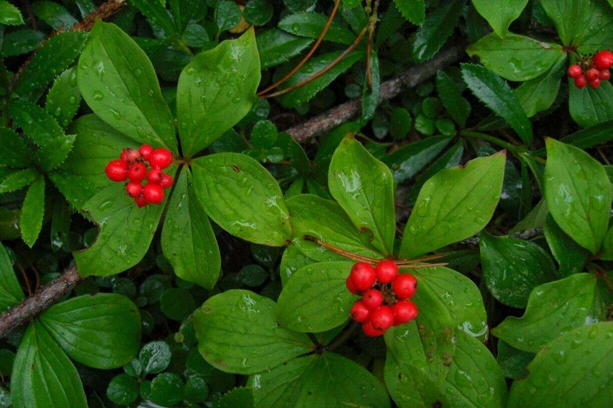 Image of bunchberry dogwood