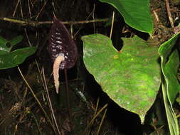 Image of Anthurium caramantae Engl.