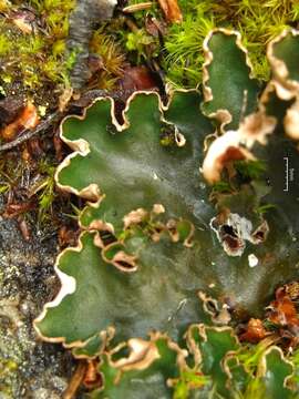 Image of felt lichen