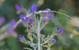 Image of Anthophora aestivalis (Panzer 1801)