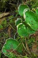 Image of felt lichen