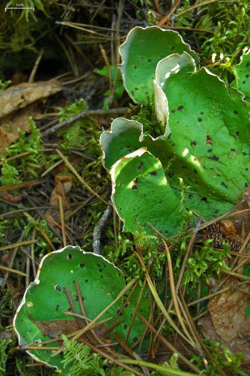 Image of felt lichen