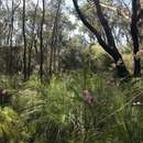 Image of Boronia safrolifera Cheel