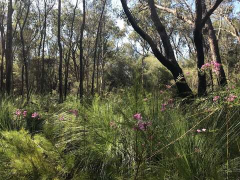 Image of Safrole Boronia