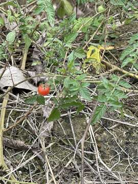 Image of currant tomato