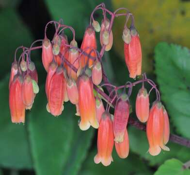 Kalanchoe peltata (Bak.) Baill. resmi