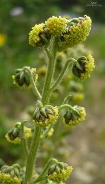 Image of Boreal Sagebrush