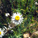 Imagem de Rhodanthe anthemoides (Spreng.) P. G. Wilson