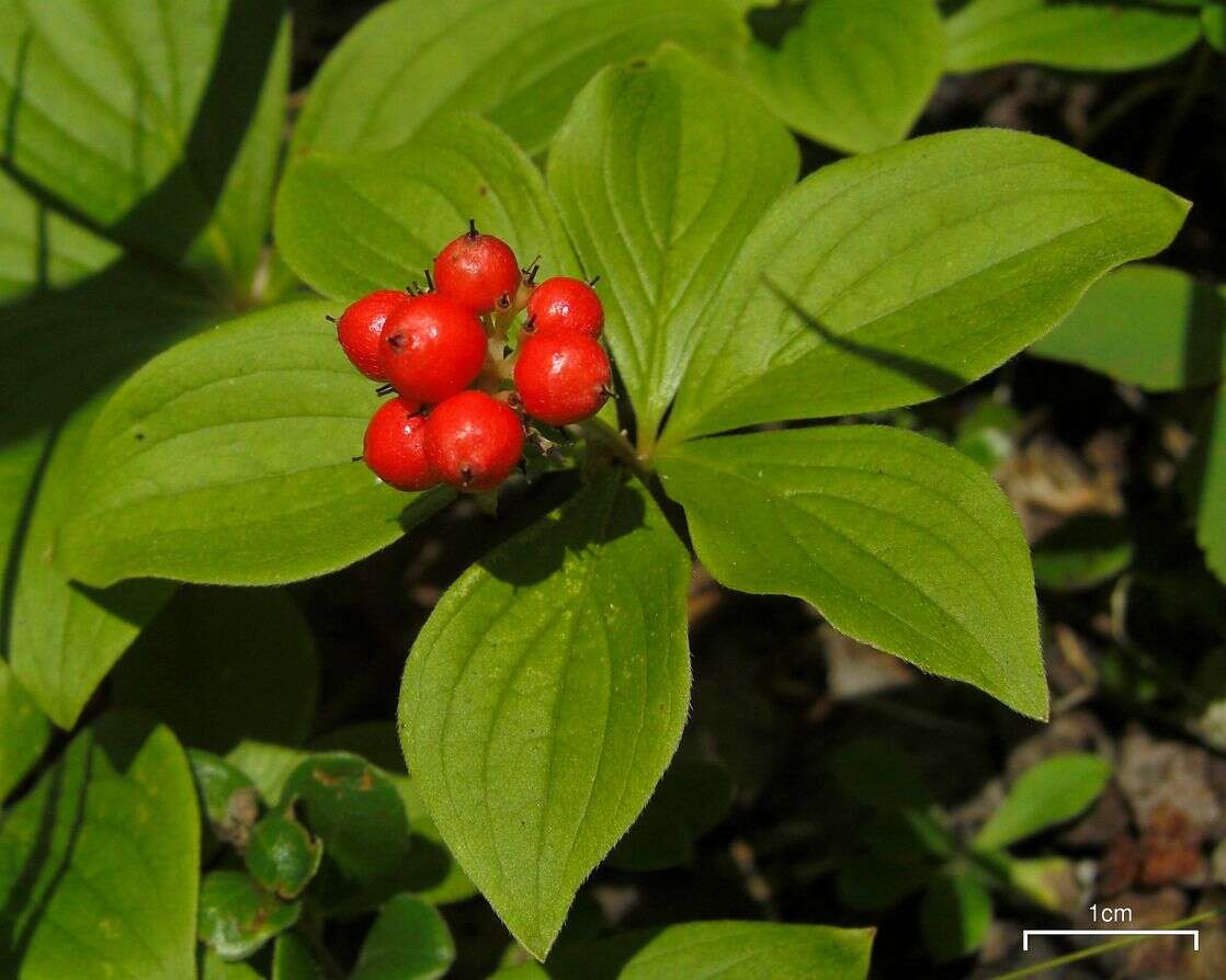 Image of bunchberry dogwood