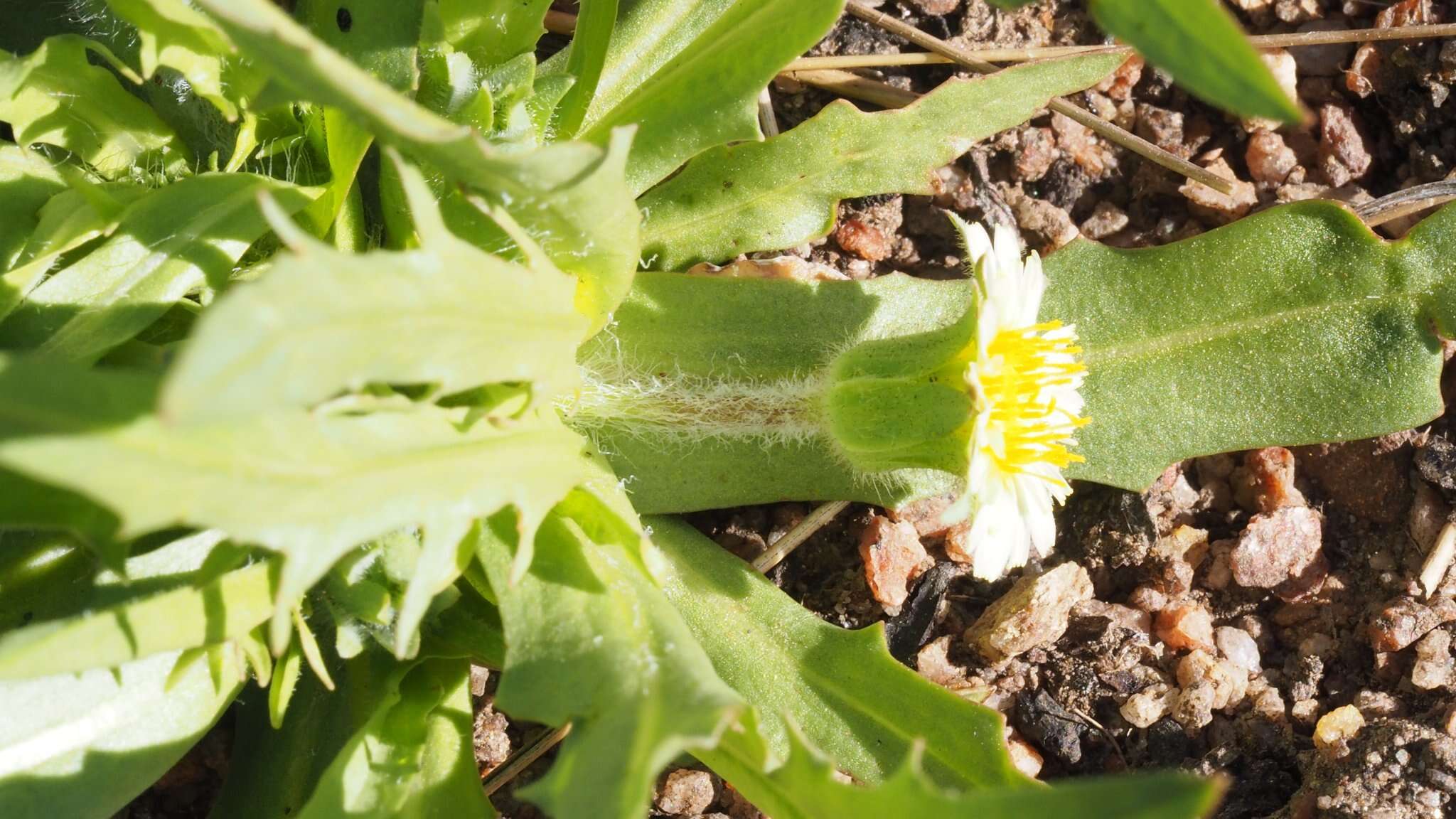 Imagem de Agoseris heterophylla var. heterophylla