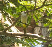 Image of Fawn-breasted Whistler