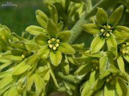 Слика од Veratrum viride Aiton