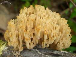 Image of Artomyces pyxidatus (Pers.) Jülich 1982