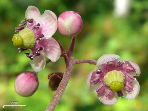 Image of pipsissewa