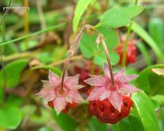 Image of Virginia strawberry