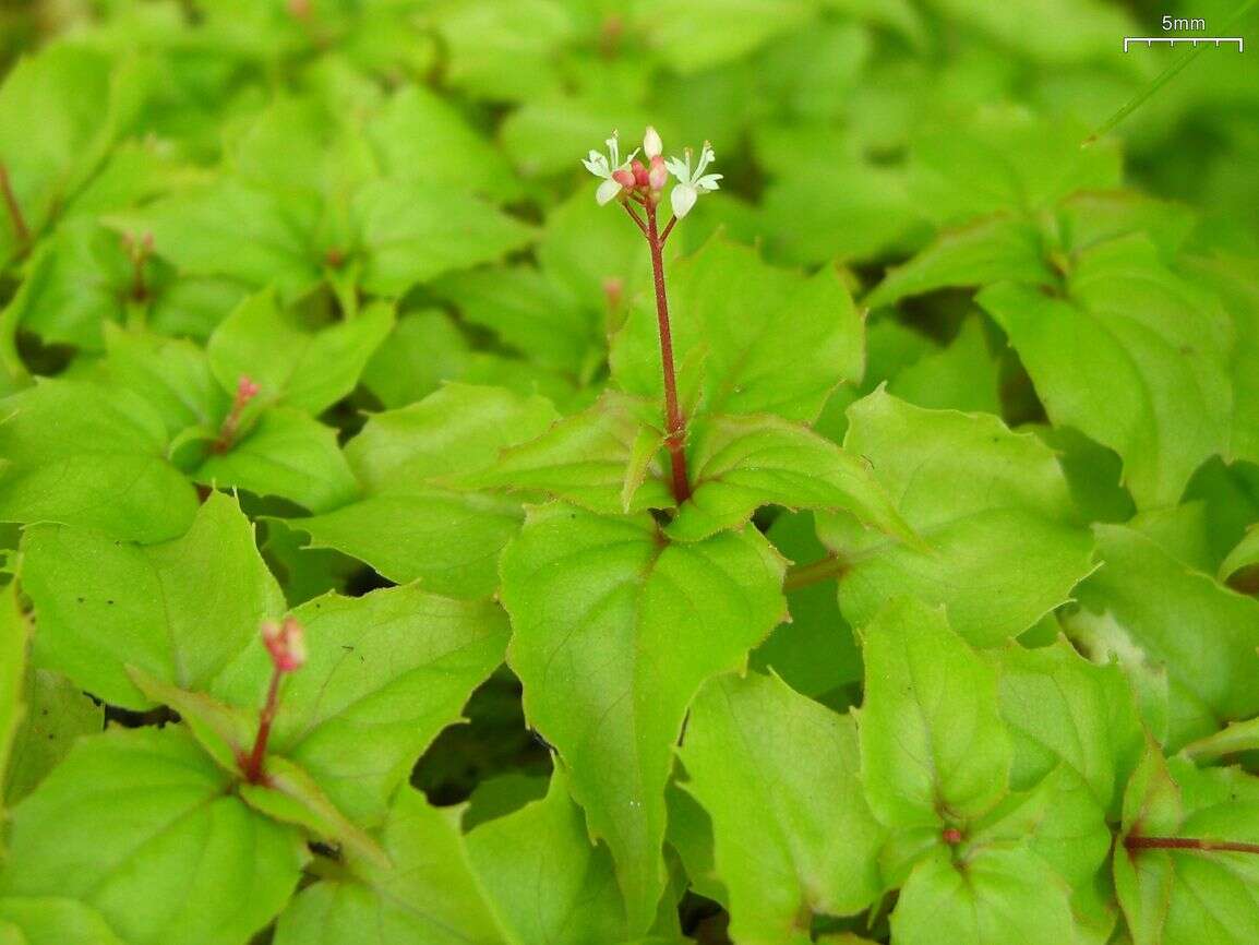 Image of broadleaf enchanter's nightshade