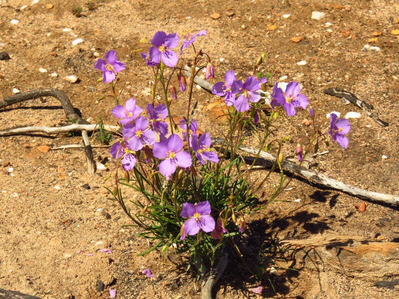 Image of Heliophila suavissima Burch. ex DC.