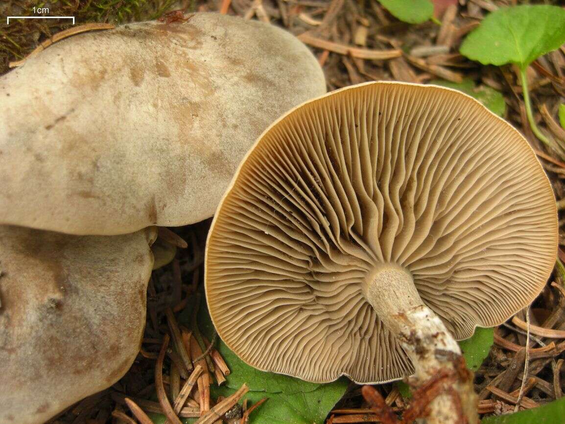 Image of Clitocybe