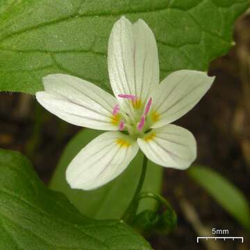 Image of lanceleaf springbeauty