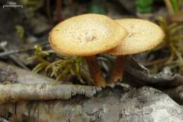 Image of Lentinus arcularius (Batsch) Zmitr. 2010