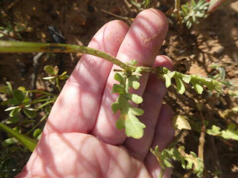 Imagem de Senecio littoreus Thunb.