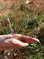 Sivun Astragalus gracilis Nutt. kuva