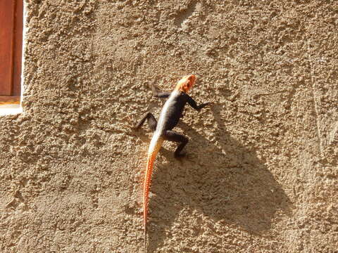 Слика од Agama planiceps Peters 1862