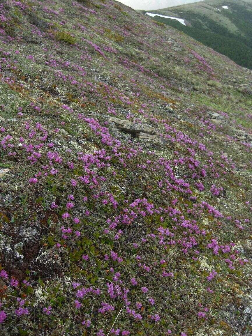 Image of Lapland rosebay